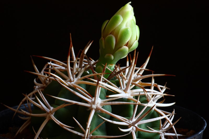 Gymnocalycium ferocior 