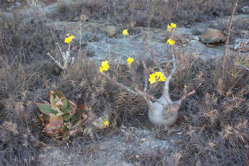 Pachypodium rosulatum v. gracilius 