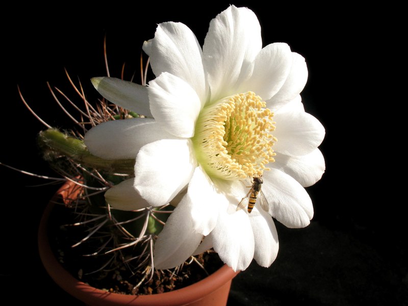 Echinopsis leucantha 