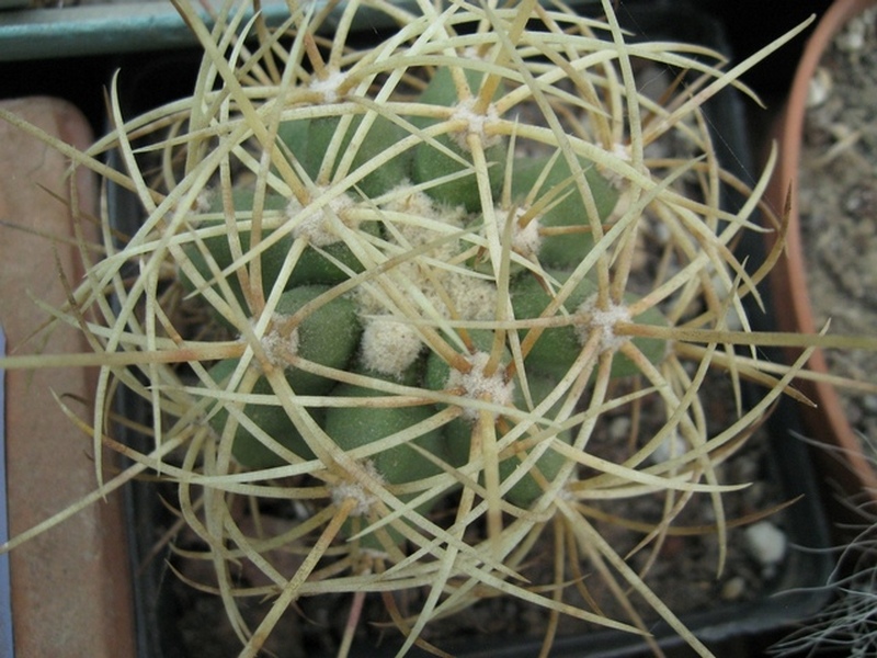 Ferocactus johnstonianus 