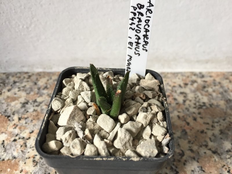 Ariocarpus bravoanus PP442