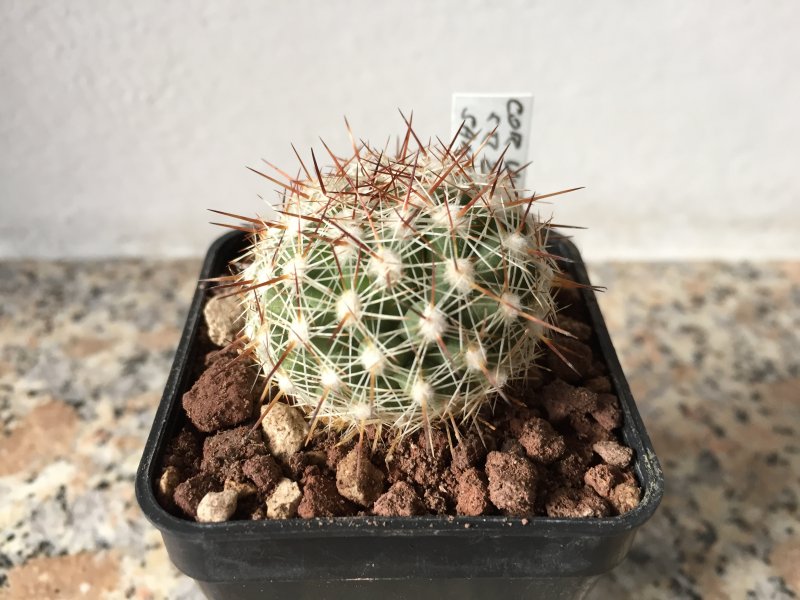 Coryphantha vivipara SB209