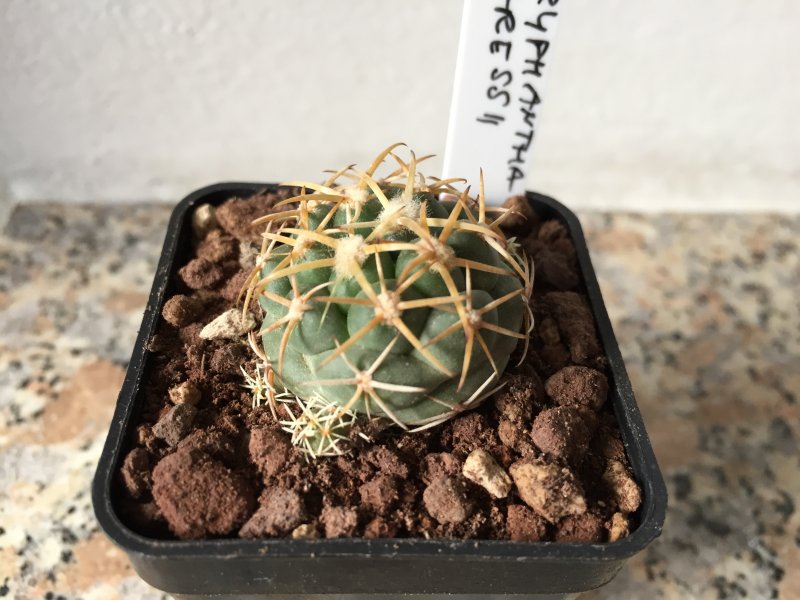 Coryphantha garessii 