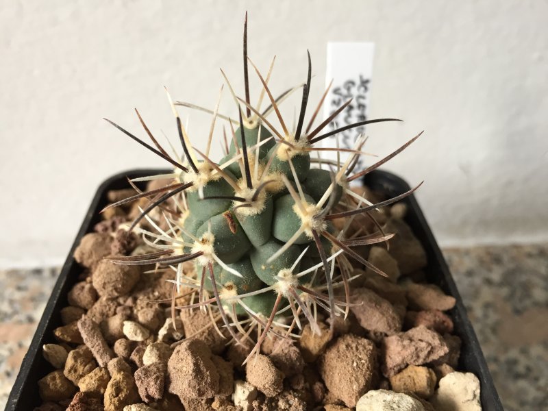 Sclerocactus glaucus VZ89