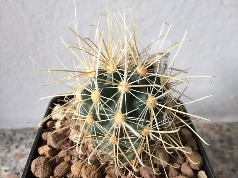 sclerocactus polyancistrus f. albino