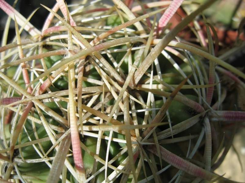 Ferocactus viridescens 