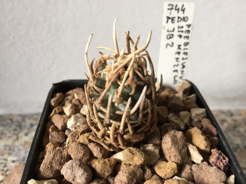 Pediocactus peeblesianus f. menzelii JB2