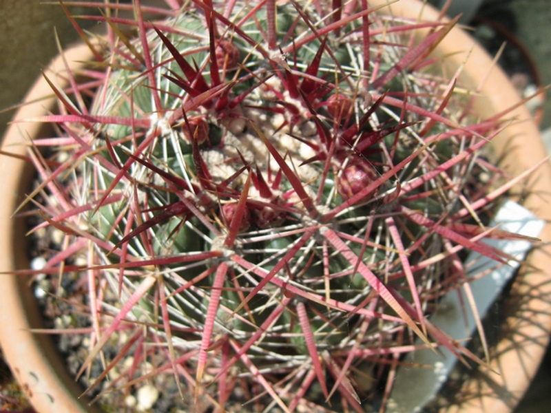 Ferocactus viridescens v. orcuttii 