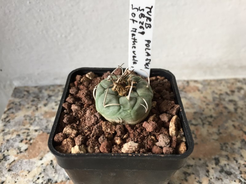 Turbinicarpus polaskii SB269