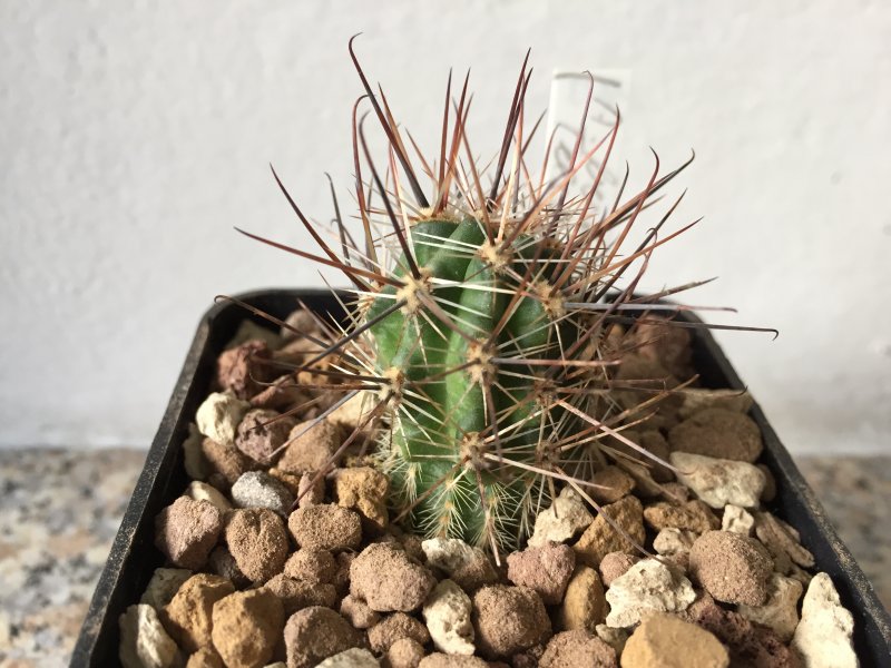 Austrocactus bertinii 