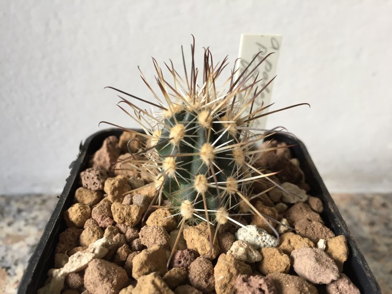 Austrocactus patagonicus 