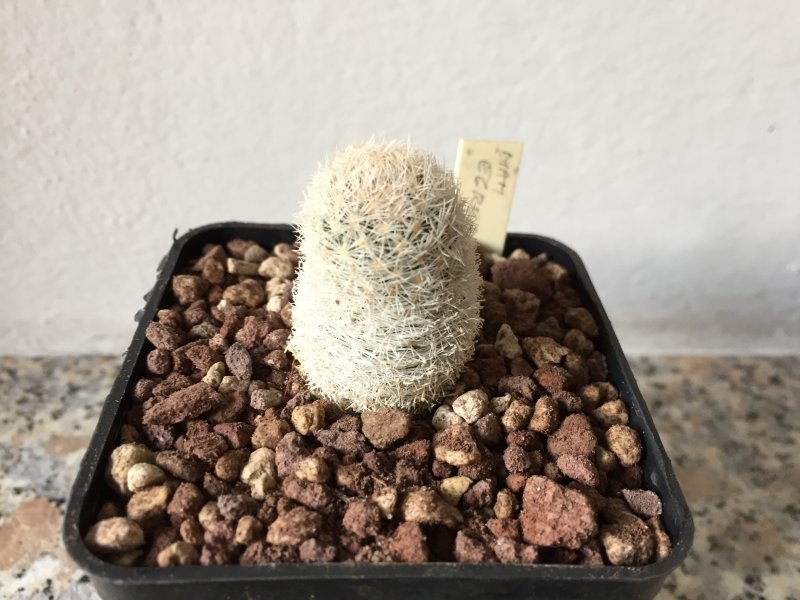 Mammillaria egregia 