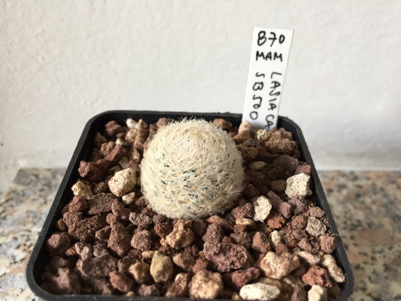 Mammillaria lasiacantha SB500