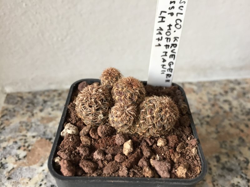 sulcorebutia kruegerii ssp. hoffmanii