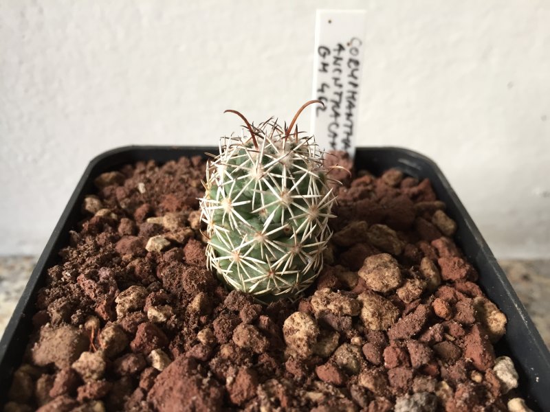 Coryphantha ancistracantha GH462