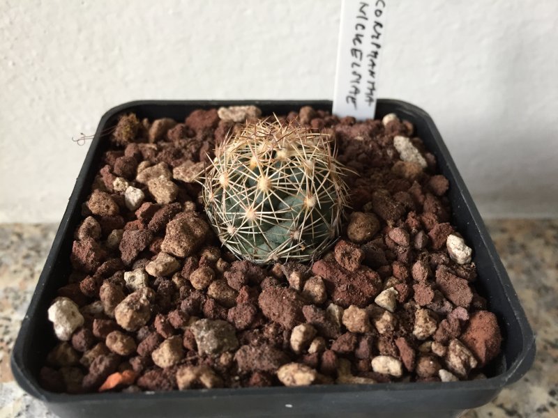 coryphantha nickelsiae