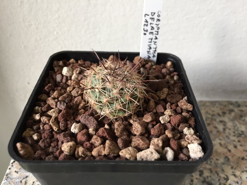 Coryphantha delaetiana L1230