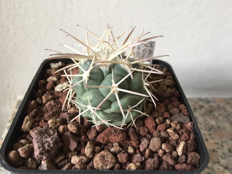 Coryphantha valida 