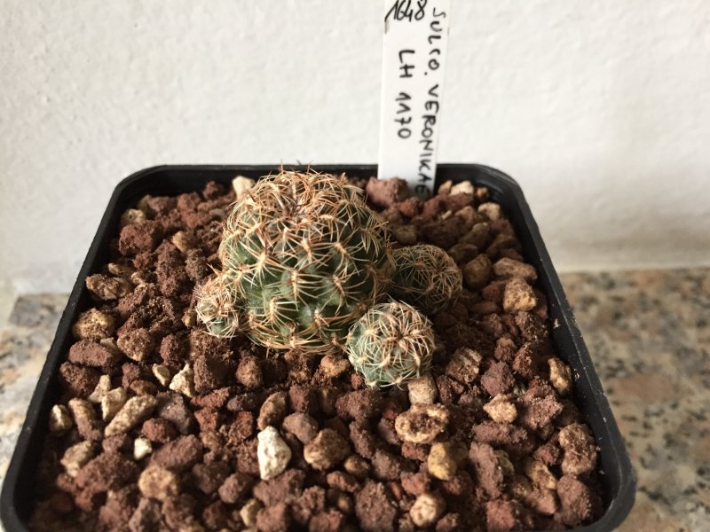 Sulcorebutia veronikae LH1170