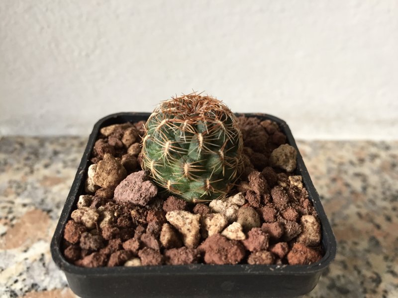 Sulcorebutia veronikae LH1170