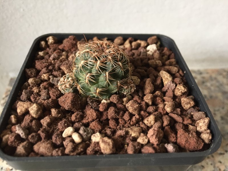 Sulcorebutia veronikae LH1170