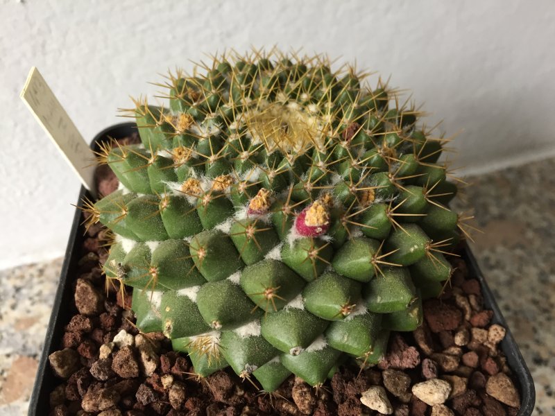 Mammillaria marksiana 