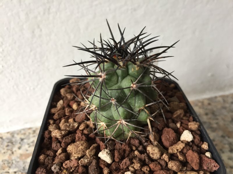 Copiapoa wagenknechtii 