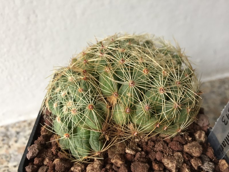 Mammillaria sphaerica 