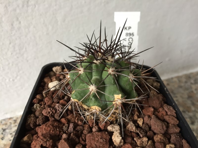 Copiapoa coquimbana v. armata KP895