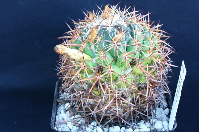 Coryphantha guerkeana 