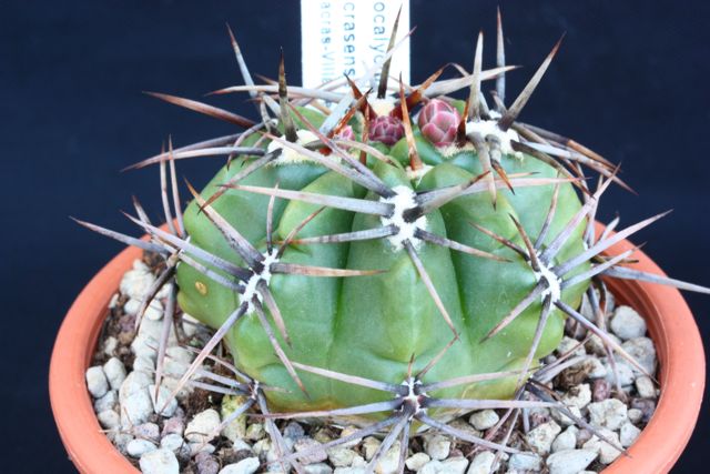 Gymnocalycium achirasense 