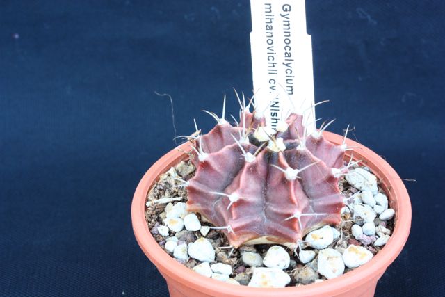 Gymnocalycium mihanovichii cv. nishiki 