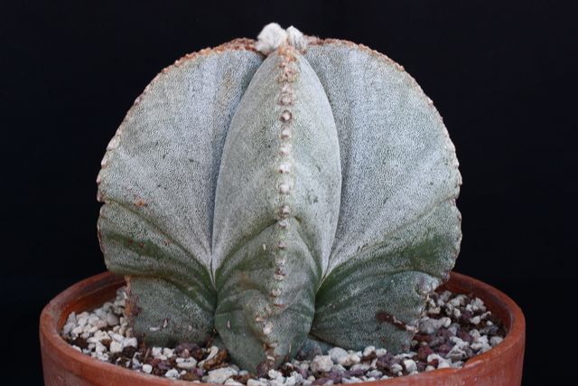 Astrophytum myriostigma 