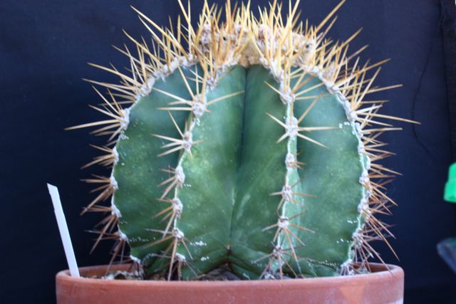 Astrophytum ornatum 