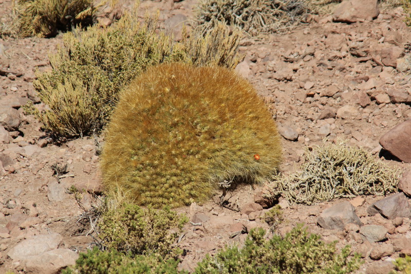 Cumulopuntia boliviana ssp. ignescens 