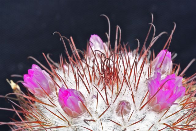 Mammillaria bombycina 