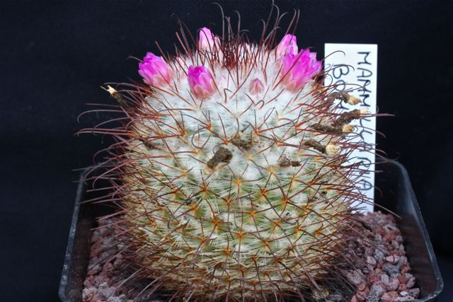 Mammillaria bombycina 