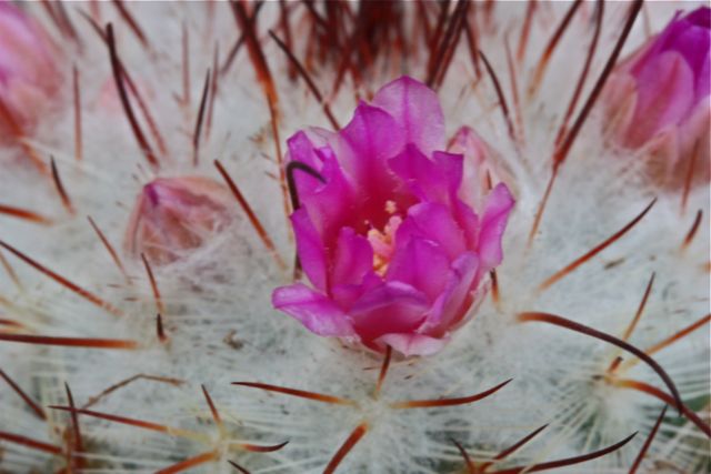 Mammillaria bombycina 