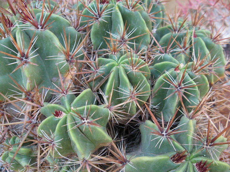 Ferocactus robustus 