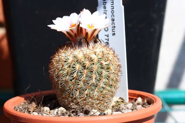 Gymnocactus ysabelae 