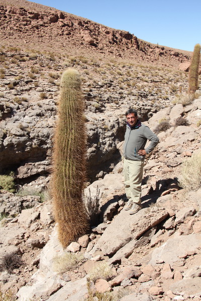 Echinopsis atacamensis 