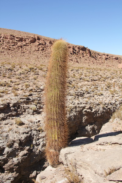 Echinopsis atacamensis 