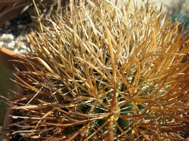 Ferocactus chrysacanthus 