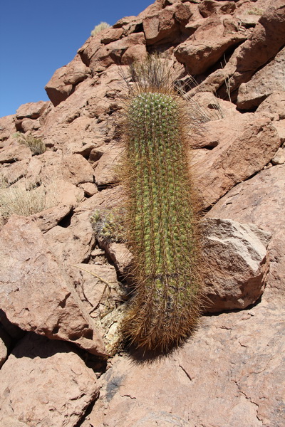 Echinopsis atacamensis 