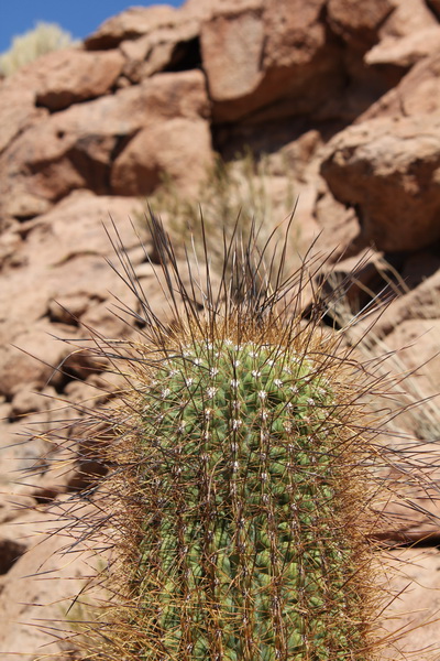 Echinopsis atacamensis 