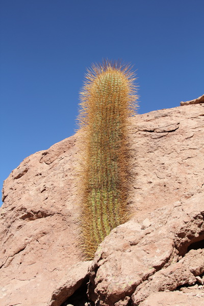 Echinopsis atacamensis 