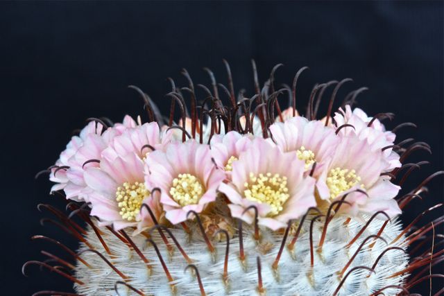 Mammillaria perezdelarosae 