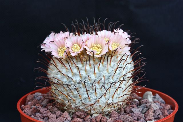 Mammillaria perezdelarosae 