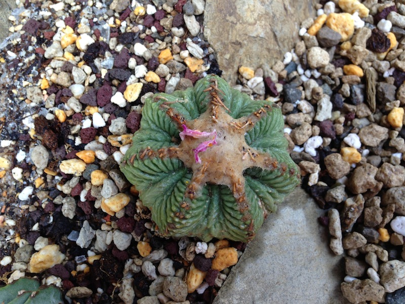 Aztekium ritteri 