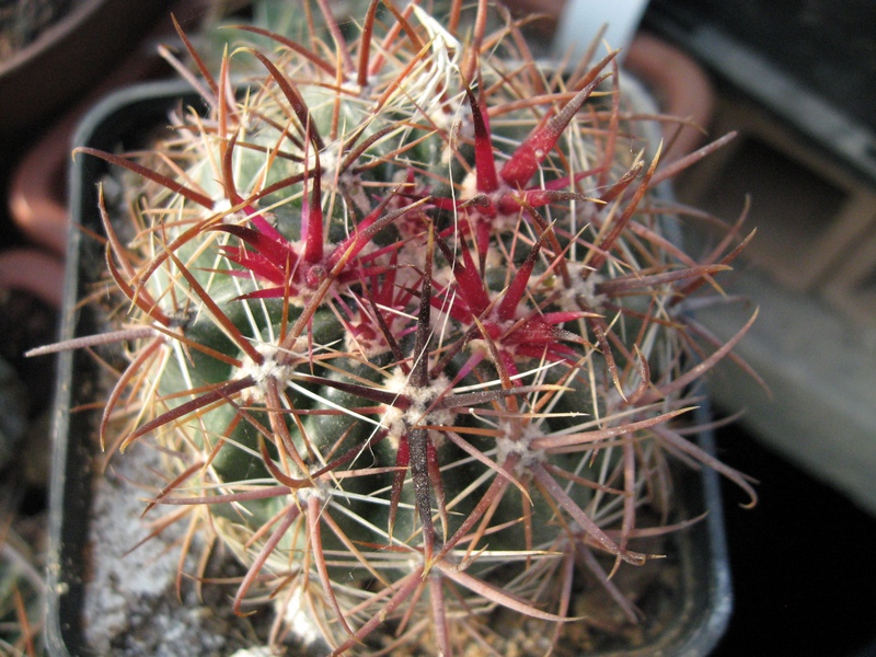 Ferocactus viridescens v. littoralis 